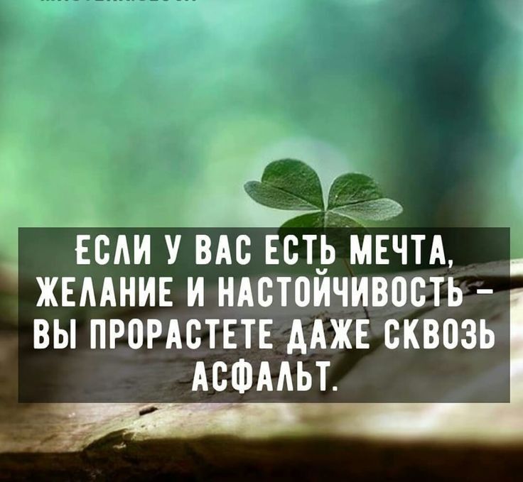 в ЕС У ВАС ЕСТЬ МЕЧТА ЖЕМНИЕ И НАВТПИЧИВПСТЬ ВЫ ПРБРАСТЕТЕ ААЖЕ сквозь АСФАЛЬТ
