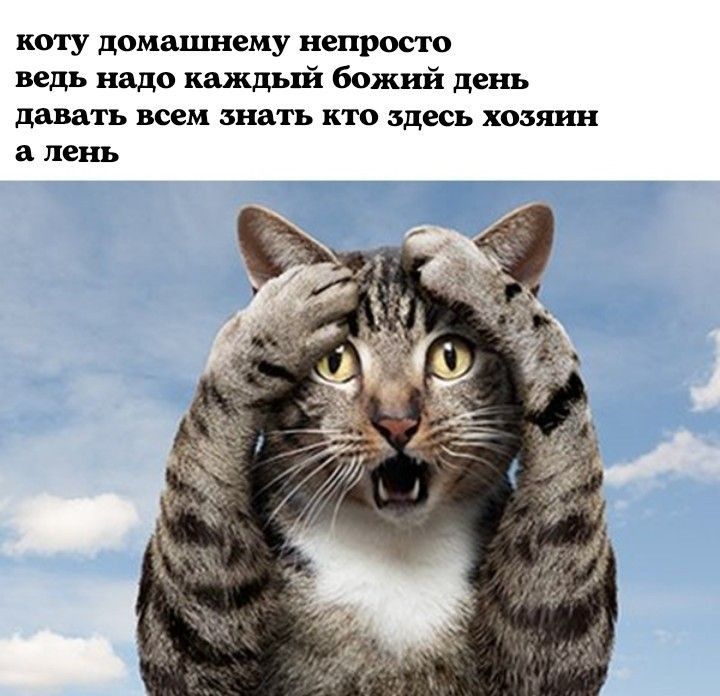 коту домашнему непросто ведь нндо каждый божий день давать всем зим ъ кто здесь хозяин а пень