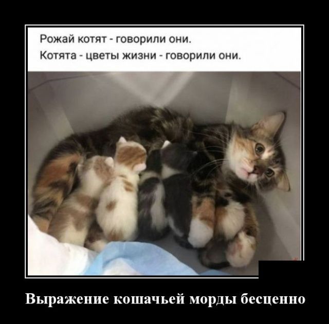 Рожай но говорили с Котята цвегыжизни гппприппони Выражение кошачьей морды беспвиио