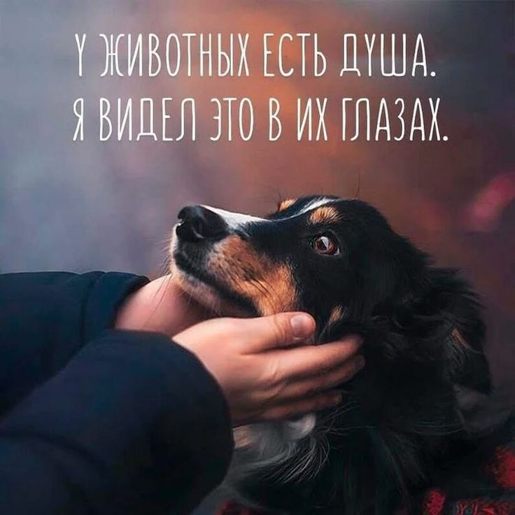 штмм