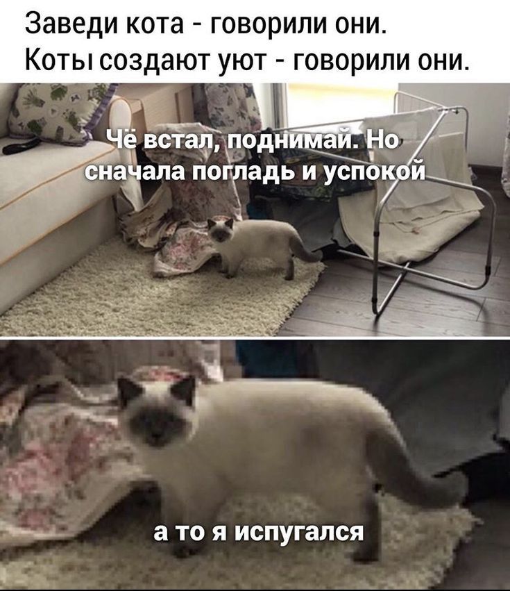 Заведи кота говорили они Коты создают уют говорили они С ЗЁЗЛЗ потадь И У0ПО И а ТО я испугался