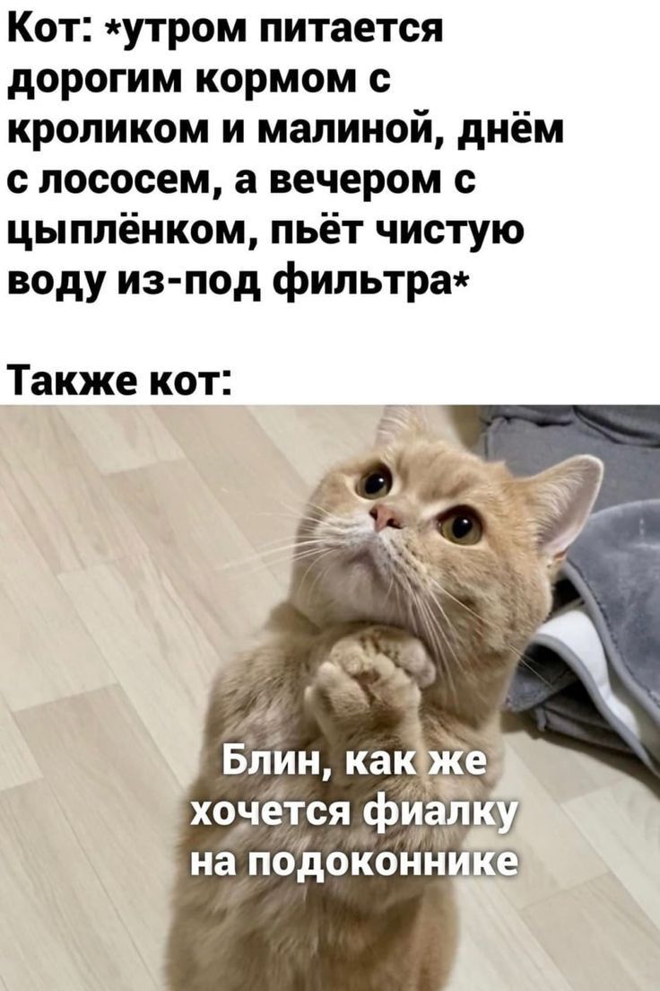 Кот утром питается дорогим кормом с кроликом и малиной днём лососем а вечером цыплёнком пьёт чистую воду из под фильтрат Также кот на ПОДОКОНН КГС