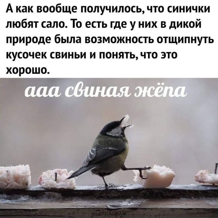 А как вообще получилось что синички любят сало То есть где у них в дикой природе была возможность отщипнуть кусочек свиньи и понять что это хорошо