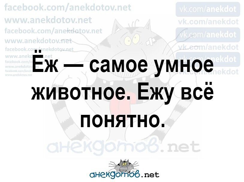 Ёж самое умное животное Ежу всё понятно щ сиещапіоб пес