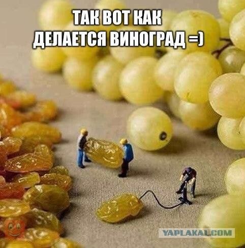 ШЕВВТШЛН шипа Ё иш Амиши А
