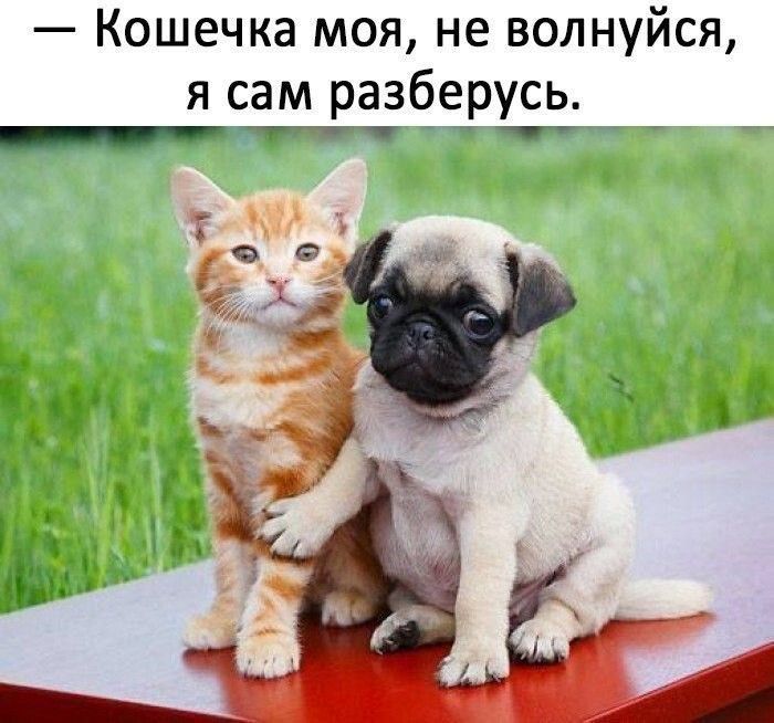 Кошечка моя не волнуйся я сам разберусь _ 1 т