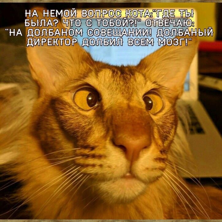 НА немэид ЕППРФ БЫЛА и НА цопвАн ЦИРЕКТО