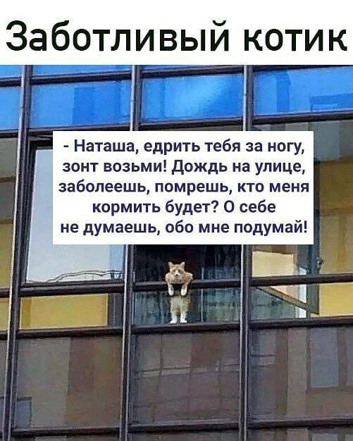 Заботливый котик Наташа едрить тебя за ногу зонт возьми дождь на улице заболеешь помрешь кто меня кормить будет О себе не думаешь обо мне подумай