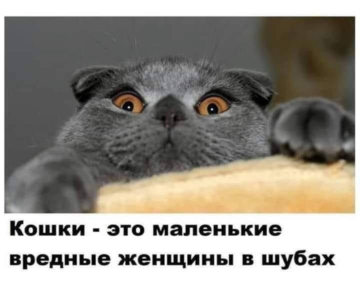 КОШКИ это маленькие вредные женщины В шубах