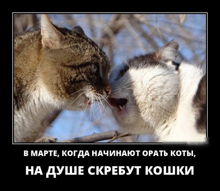 МАРТЕ когдА ндчиндют омть коты НА дУШЕ СКРЕБУТ КОШКИ