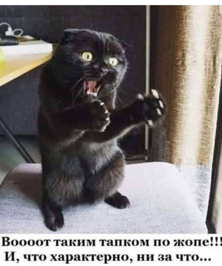 Воооот таким тапком по жопа арактсрно ни а что