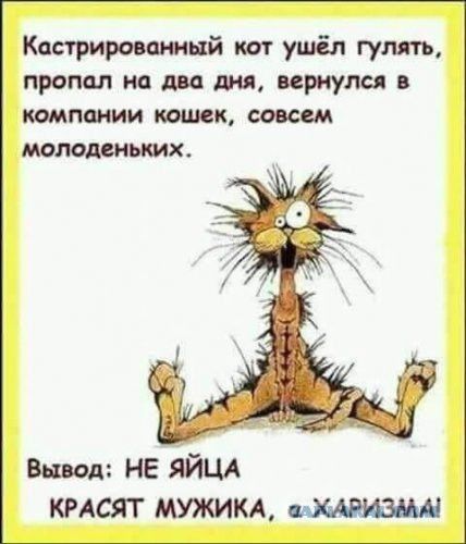Катишшнй кот ушёл гулять пропал на два ш туш компании шик смеем моьких