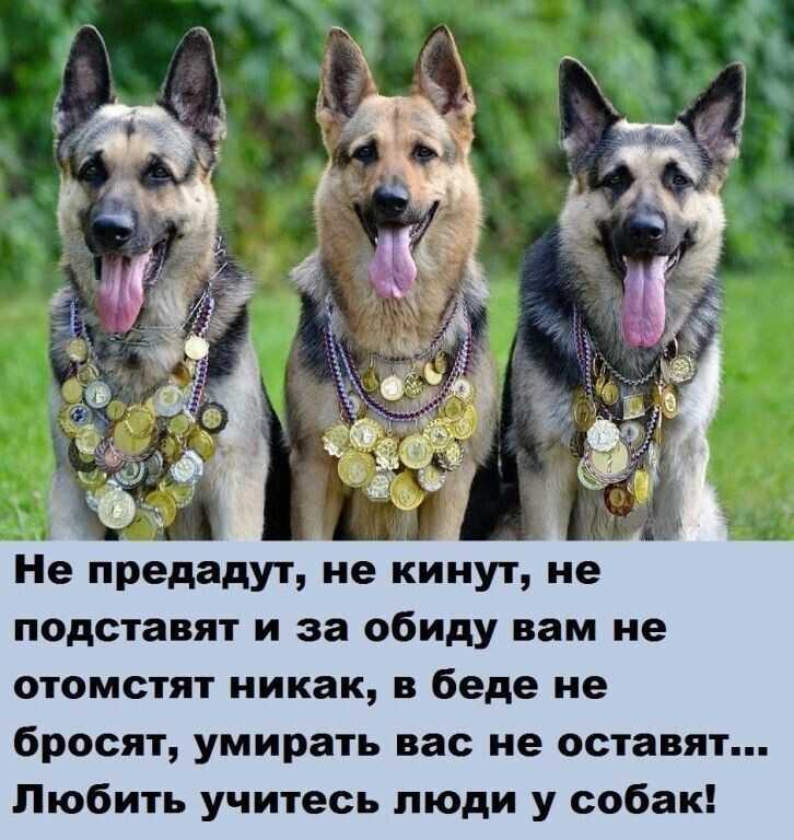 А Не предадут не кииут не подставят и за обиду вам не отомстят никак в беде ие бросят умирать вас не оставят Любить учитесь люди у собак