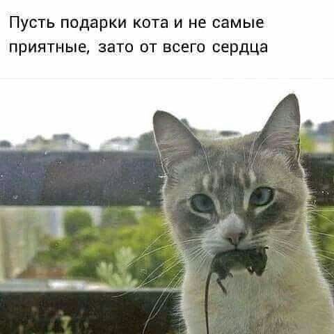 ПУСТЬ подарки кота И не самые ПРИЯТНЫЁ ЗЗТО ОТ ВСЕГО сердца