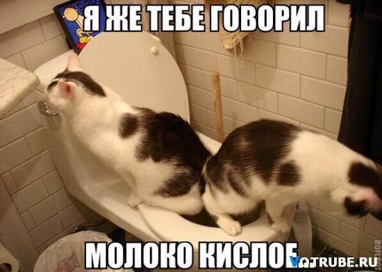 МВПЩЮ НИВЦВЕЁ