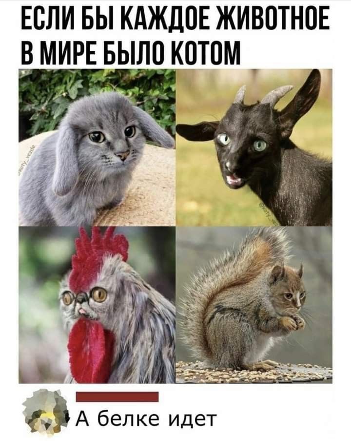 ЕСЛИ БЫ КАЖДОЕ ЖИВОТНПЕ МИРЕ БЫЛО КОТОМ