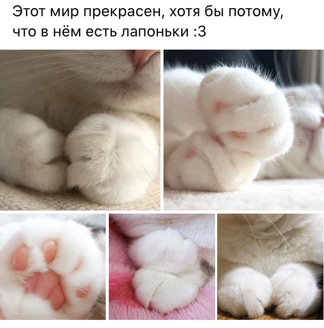 Этот мир прекрасен хотя бы потому что в нём есть лапоньки з