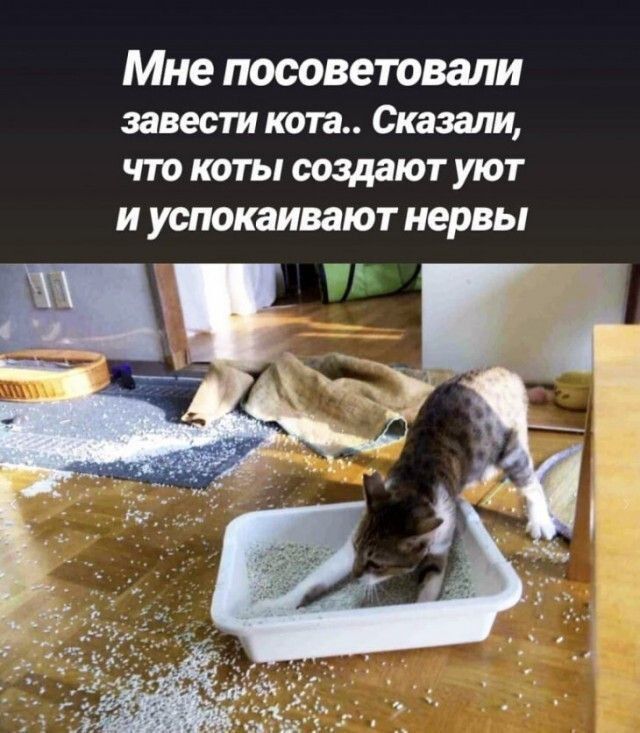 Мне посоветовали завести кота Сказали что коты создают уют и успокаивают нервы гц