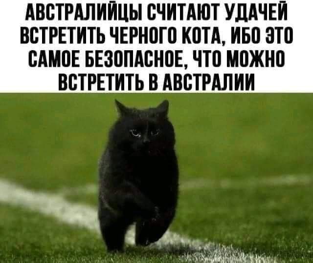 АВСТРАЛИИЦЫ СЧИТАЮТ УДАЧЕИ ВБТРЕТИТЪ ЧЕРНПГП КИТА ИБП НТП БШПЕ БЕЗППАОНПЕ ЧТП МПЖНП ВПТРЕТИТЬ В АВПТРАЛИИ