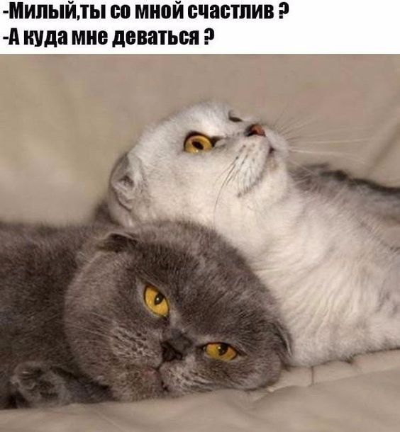 МИПЫЙТЫ 00 мной счастлив А куда мне даваться