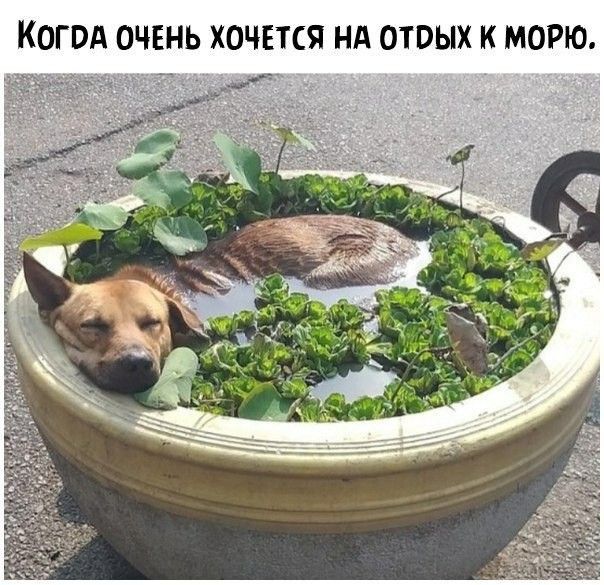 КОГПА ОЧЕНЬ ХОЧЕТСЯ Нд ОТПЫХ К МОРЮ
