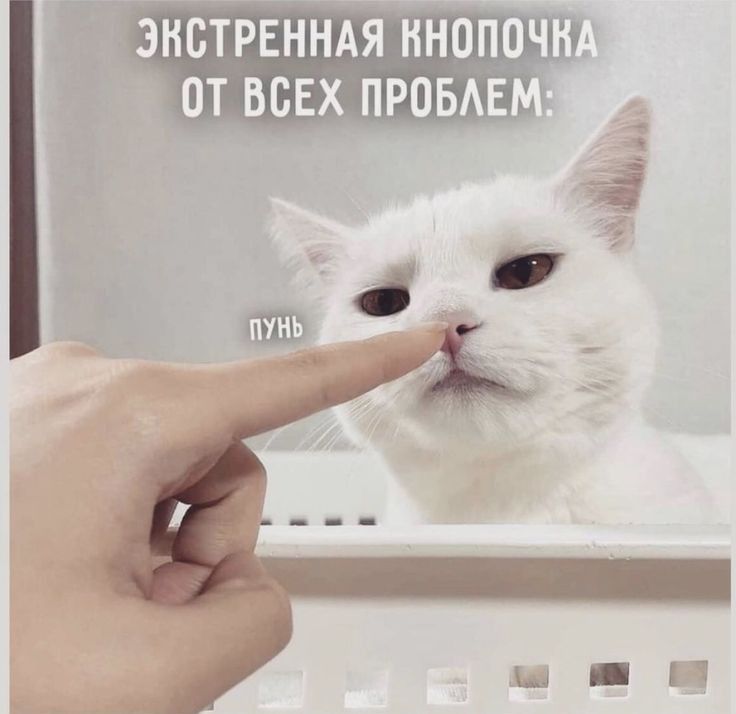 знстрённдя инопоч от всвх правде Х 1