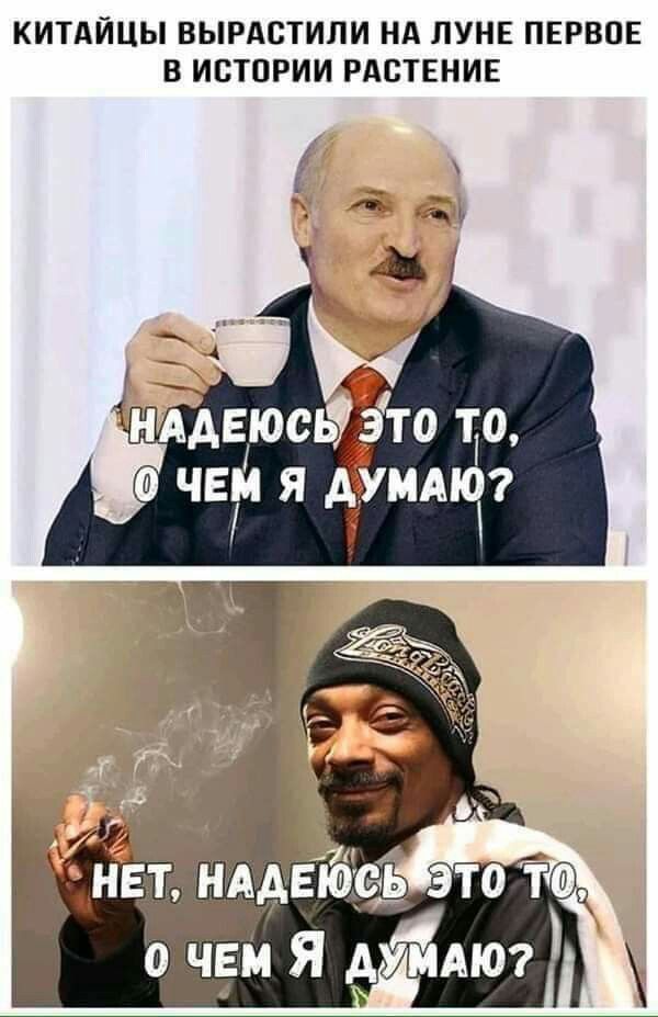 КИТАИЦЫ ВЫРАСТИПИ НА ЛУНЕ ПЕРВОЕ В ИСТОРИИ РАВТЕНИЕ нмвюсьдэто то ЧЕЙ я Амяч