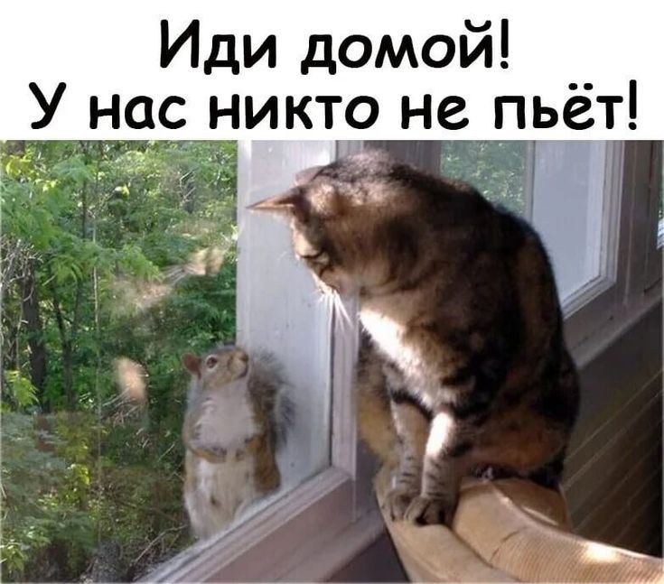 Иди домой __ У нас никто не пьет