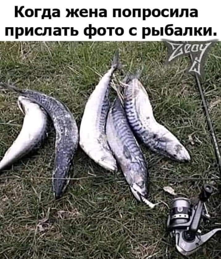 Когда жена попросила прислать фото с рыбалки