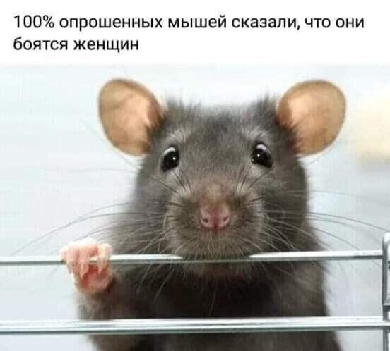 100 опрошенных мышей сказали что они боятся женщин
