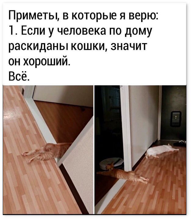 Приметы в которые я верю 1 Если у человека по дому раскиданы кошки значит он хороший Всё