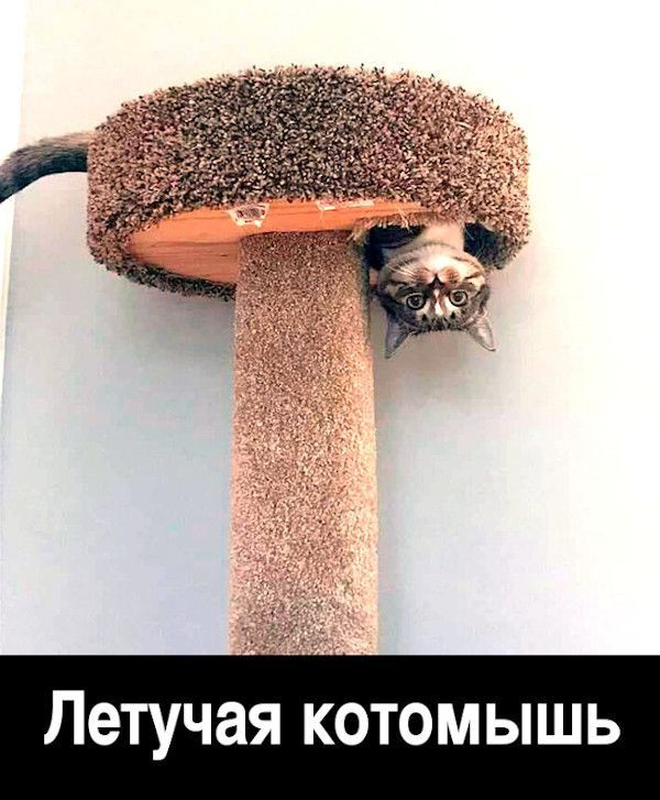 Летучая котомышь