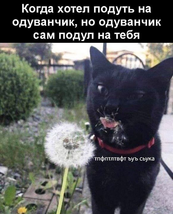 Когда хотел подуть на одуванчик но одуванчик сам подул на тебя
