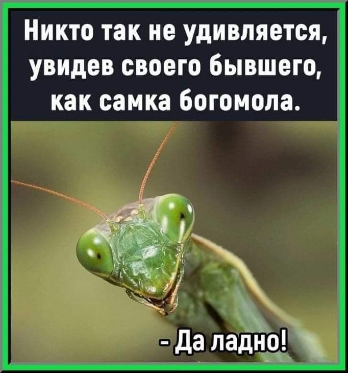 Никто так не удивляется увидев своего бывшего как самка богомола да ладйо