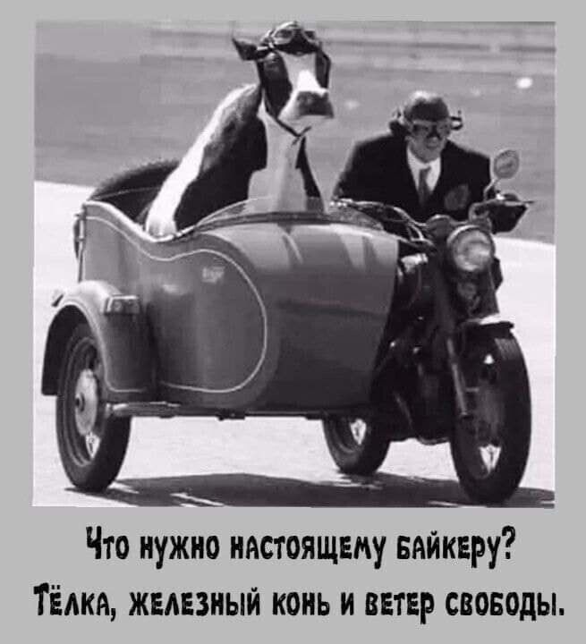 Что нужно настоящему вяйквру Тёлки жывзный конь и ветер своводы