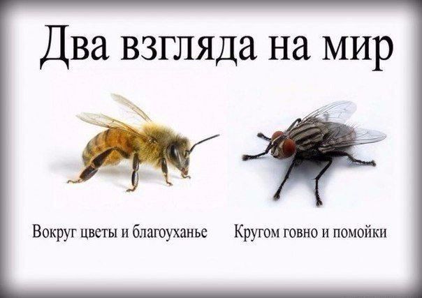 ДВЭ взгляда на МИР Вокруг цветы и благоухдиье Кругом ювио и помойки