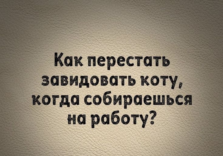 Как перестать завидовать коту когда собираешься на работу