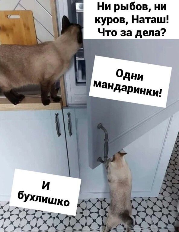 Ни рыбов ни куров Наташ Что за дела