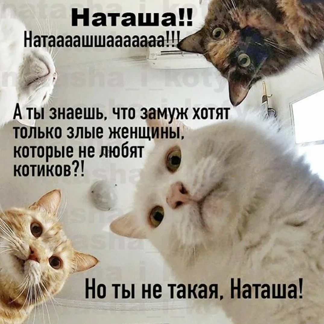 Наташа Натаааашшаааааааі А ты знаешь что замуж хотят только злые женщины которые не любят котиков