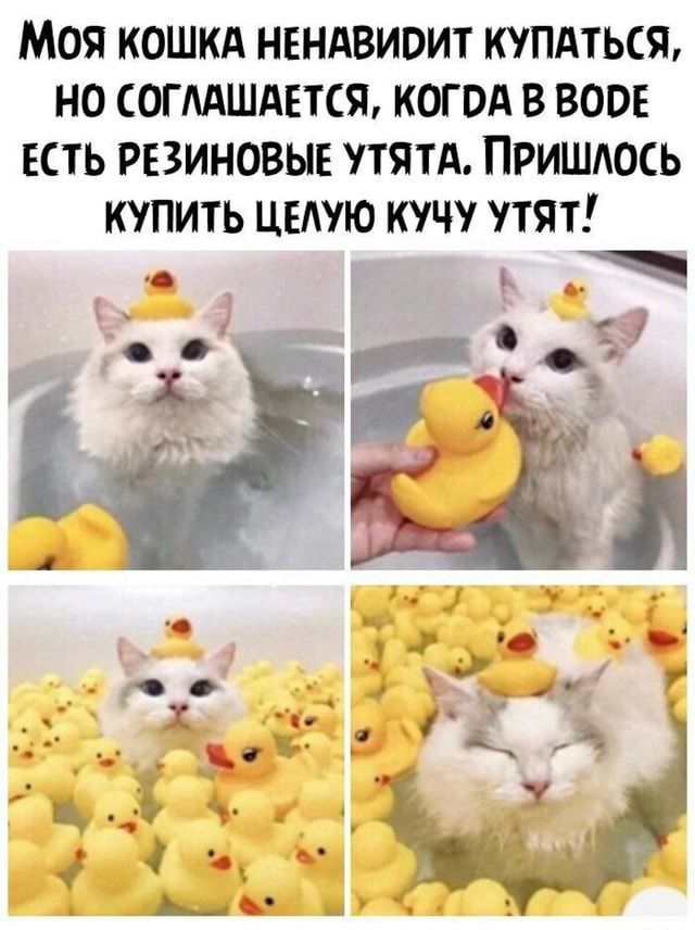 Моя кошкд нендвиоит купяться но согмшдется когод в 3005 есть Резиновые утятА Пришлось купить целую кучу пят _ ь