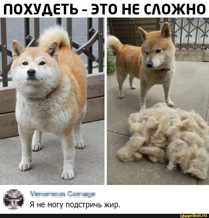 _ Я не могу подстричь жир