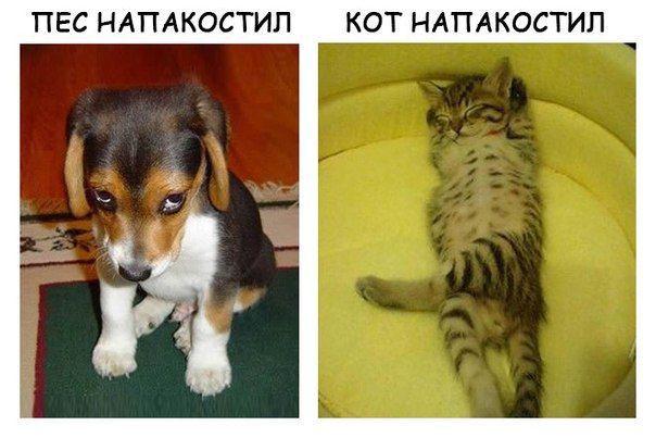 ПЕС НАПАКОСТИП КОТ НАПАКОСТИП