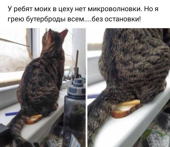 У ребят моих в цеху нет микроволновки Но я грею бутерброды всем без останови