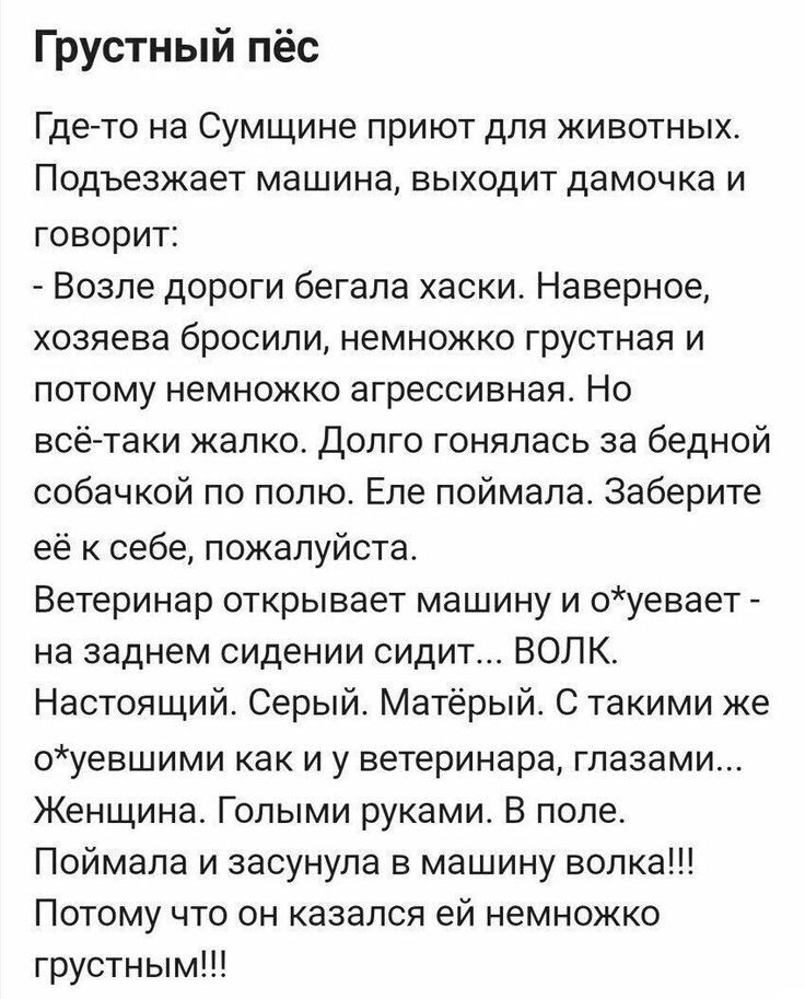 Грустный пёс Где то на Сумщине приют для животных Подъезжает машина выходит дамочка и говорит Возпе дороги бегала хаски Наверное хозяева бросили немножко грустная и потому немножко агрессивная Но всёгтаки жалко долго гонялась за бедной собачкой по полю Еле поймала заберите её к себе пожалуйста Ветеринар открывает машину и оуевает _ на заднем сидении сидит ВОЛК Настоящий Серый Матёрый С такими же о