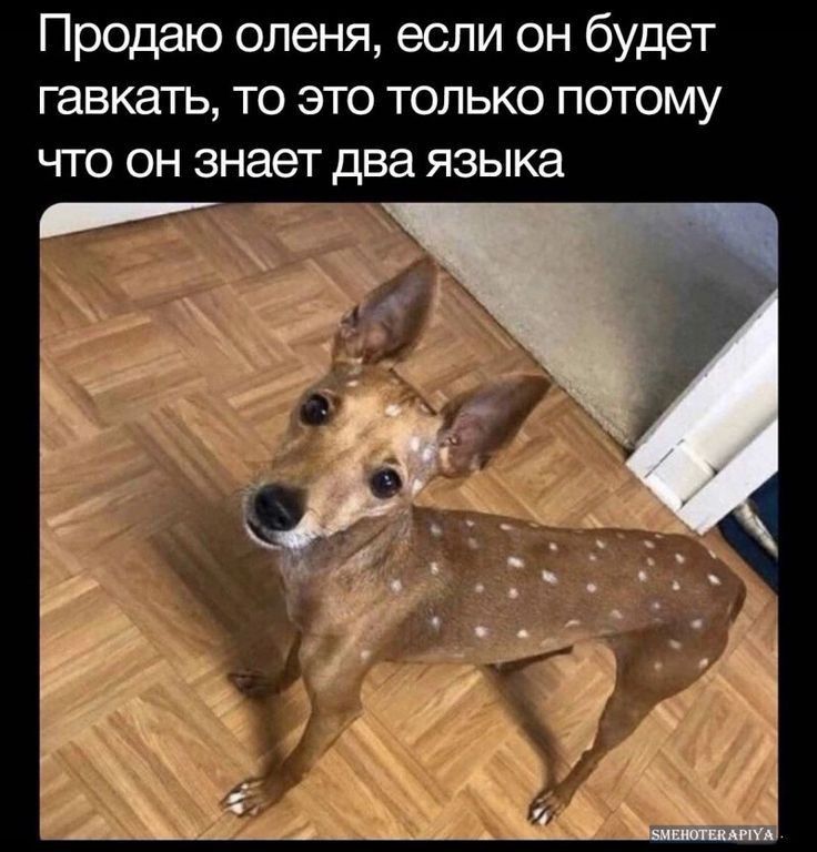 Продаю оленя если он будет гавкать то это только потому что он знает два языка