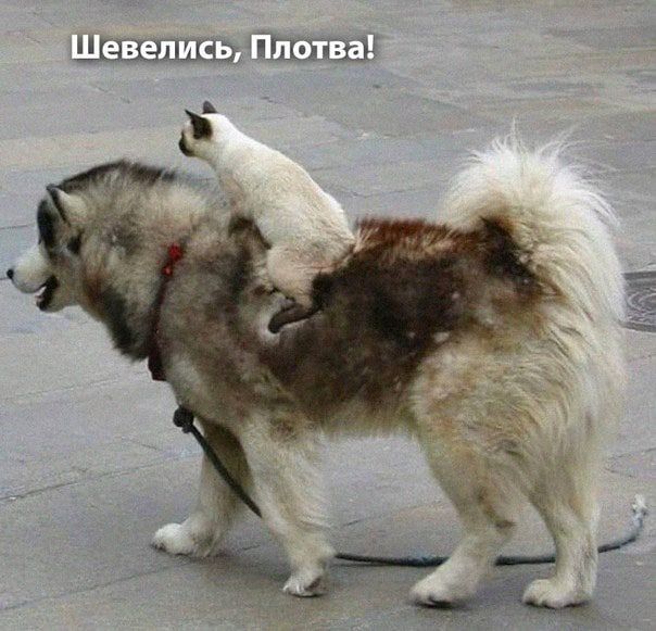 ЦНіЩща ёпт ш