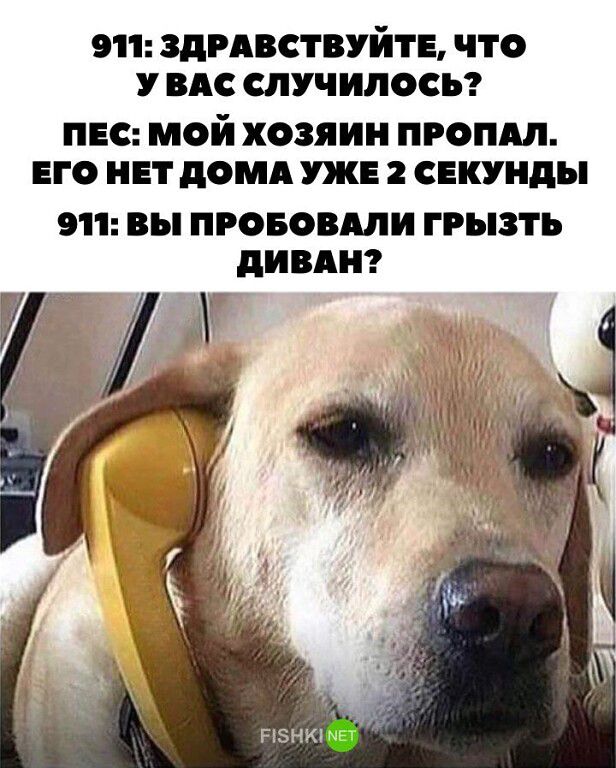 911 ЗДРАВСТВУЙТЪ ЧТО У ВАС СЛУЧИЛОСЪ пес мой хозяин пропил его инт дамп уже секунды 9 вы ПРОБОВШИ ГРЫЗТЪ ПИВА РНк1