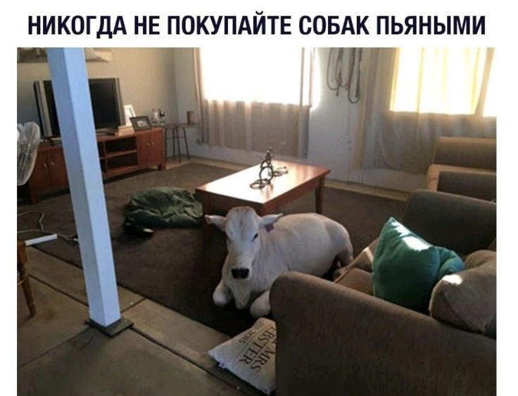 НИКОГДА НЕ ПОКУПАЙТЕ СОБАК ПЬЯНЫМИ