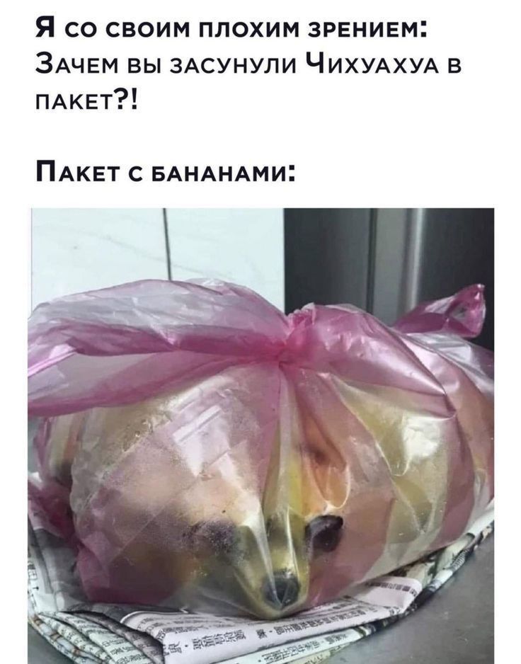 Я со своим плохим зрением ЗАЧЕМ вы зАсунули ЧИХУАХУА в ПАКЕТ ПАКЕТ С БАНАНАМИ