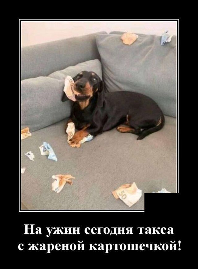 На ужин сегодня такса с жареной картошечкой